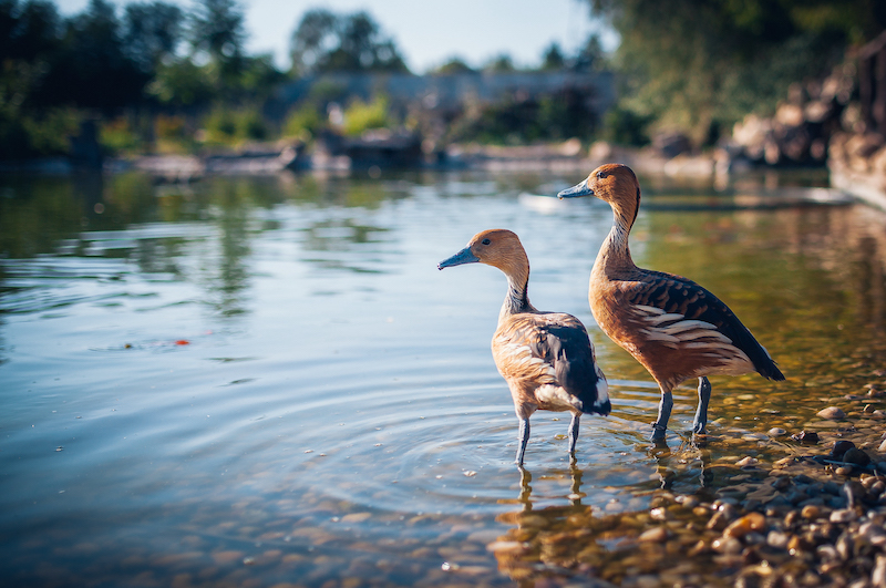 Siófoki Progamok - Bella Állatpark siofokzoo.hu