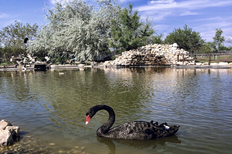 Siófoki Progamok - Bella Állatpark siofokzoo.hu