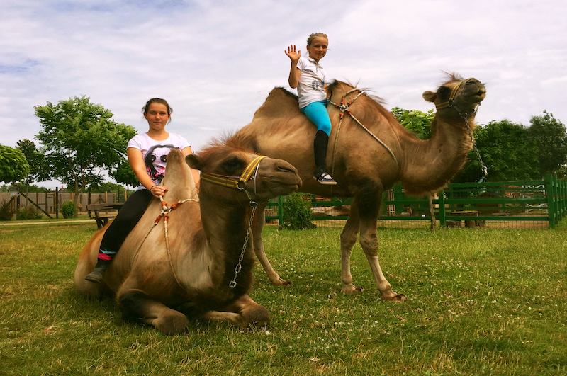 Siófoki Progamok - Bella Állatpark siofokzoo.hu