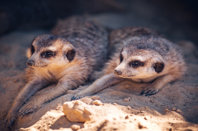 Siófoki Progamok - Bella Állatpark siofokzoo.hu