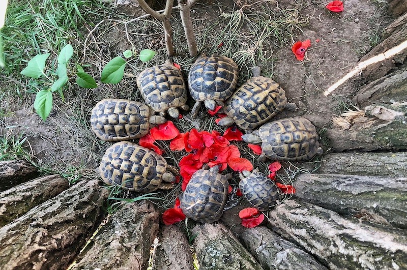 Siófoki Progamok - Bella Állatpark siofokzoo.hu